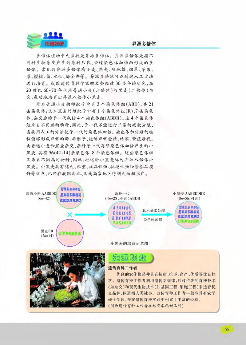 生物2必修遗传与进化_高中课本电子全科人教版语数英政历地物化生必修选修全套课本PPT_高中课本苏教版_高中生物苏教版
