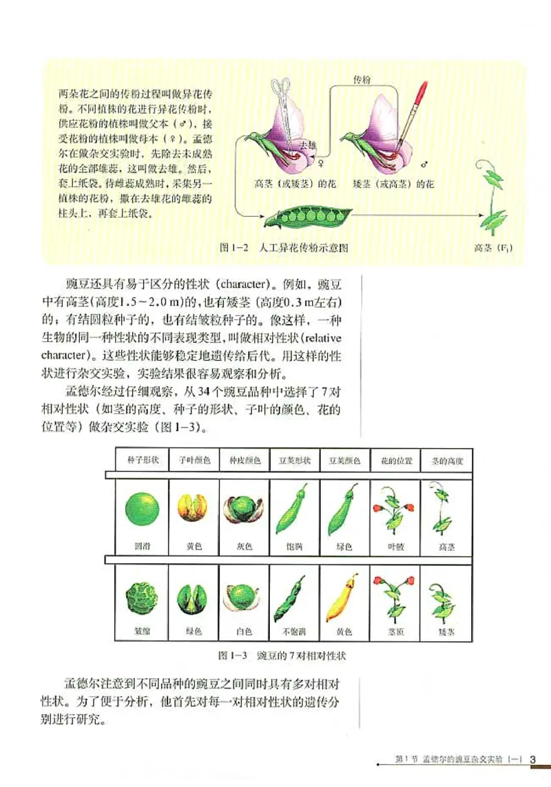 高中生物必修2遗传与进化_高中课本电子全科人教版语数英政历地物化生必修选修全套课本PPT_高中生物