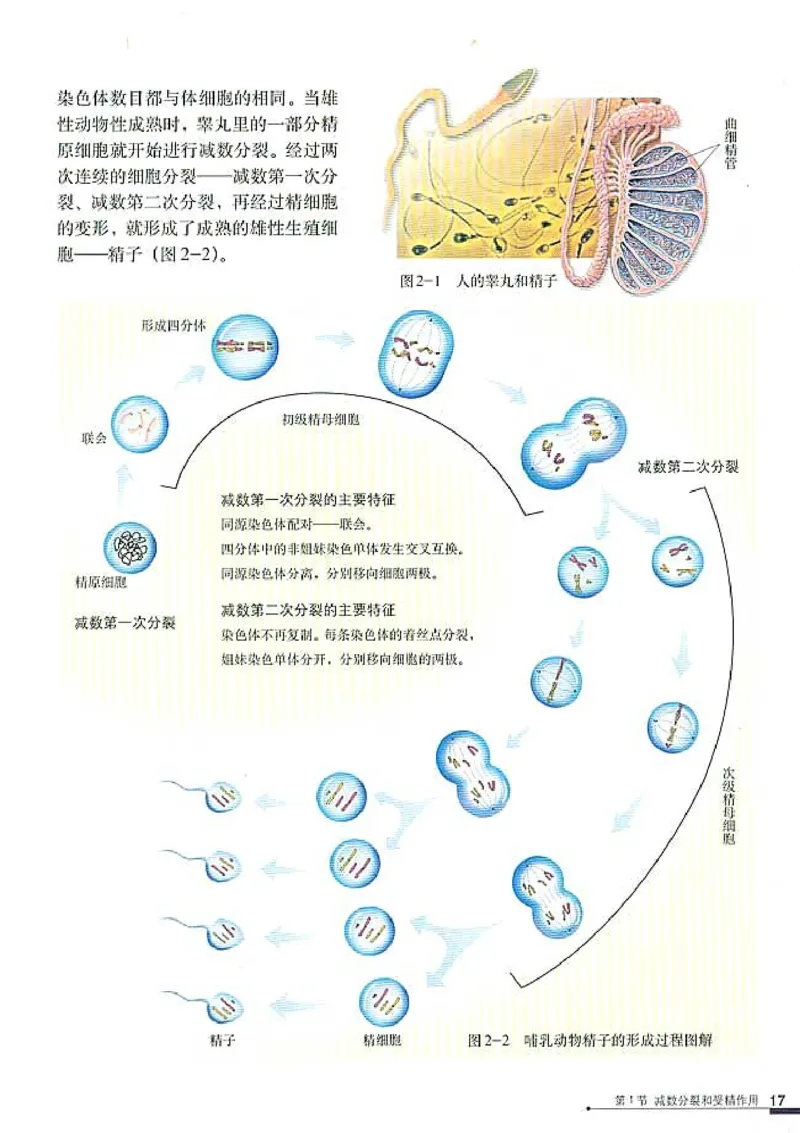 高中生物必修2遗传与进化_高中课本电子全科人教版语数英政历地物化生必修选修全套课本PPT_高中生物