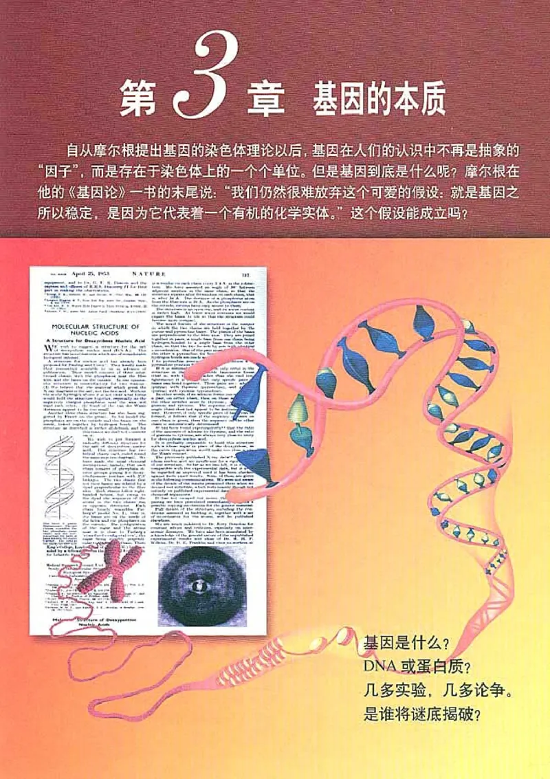 高中生物必修2遗传与进化_高中课本电子全科人教版语数英政历地物化生必修选修全套课本PPT_高中生物