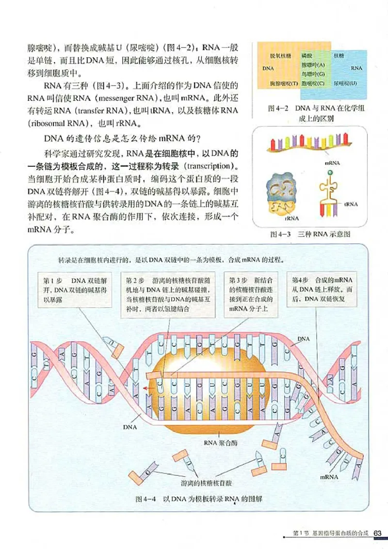高中生物必修2遗传与进化_高中课本电子全科人教版语数英政历地物化生必修选修全套课本PPT_高中生物