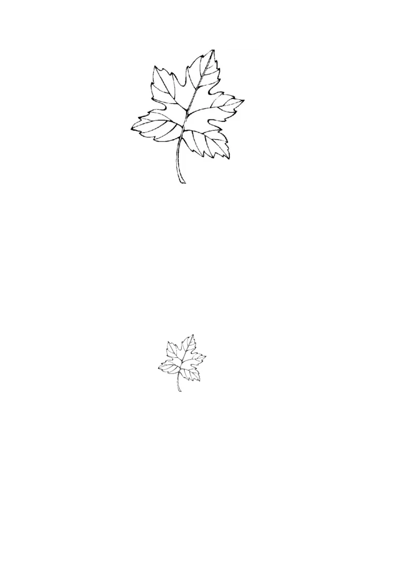 作业树叶_三年级数学下册（苏教版）_苏教版数学3下优质公开课_六长方形和正方形的面积_1.面积的含义_《面积的含义》赠送_《1.面积的含义》江苏省沈影老师&mdash;市级优课