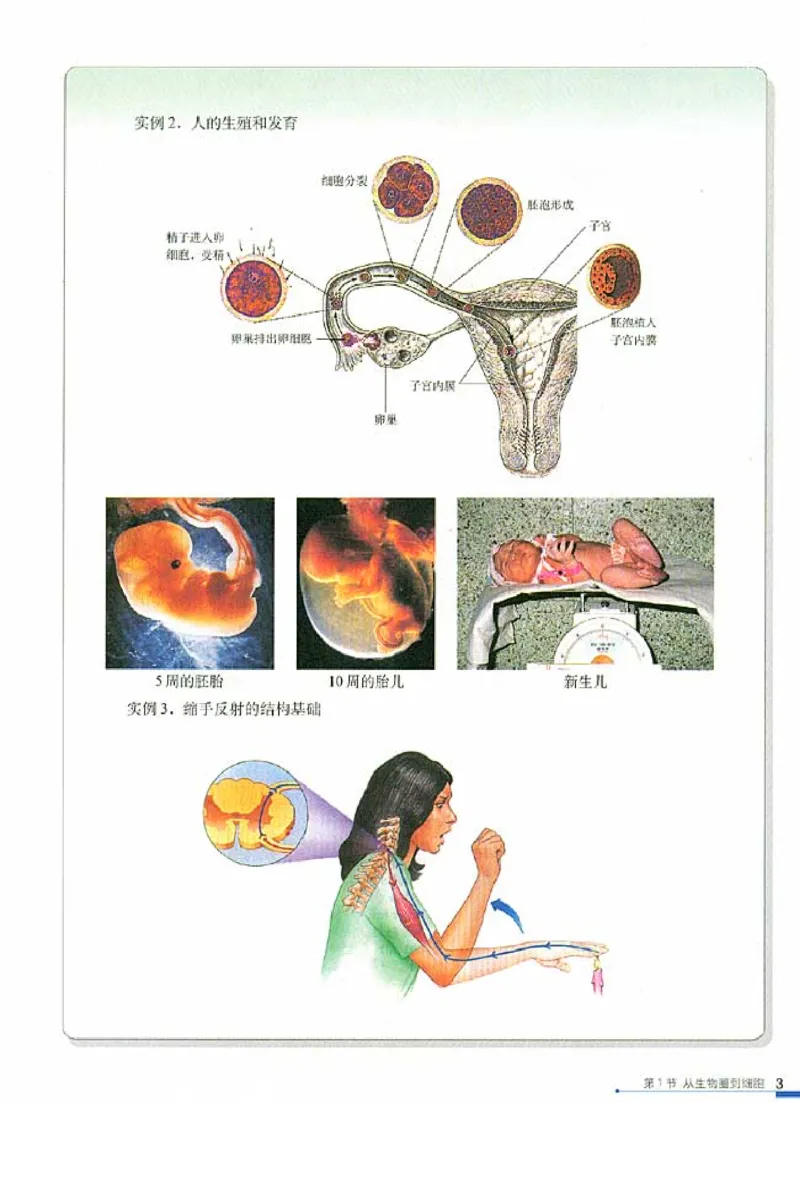 高中生物必修1分子与细胞_高中课本电子全科人教版语数英政历地物化生必修选修全套课本PPT_高中生物