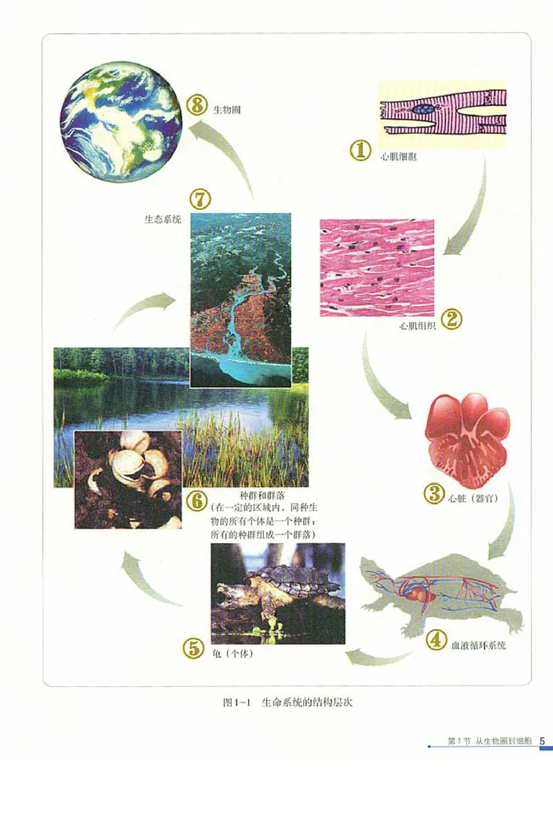 高中生物必修1分子与细胞_高中课本电子全科人教版语数英政历地物化生必修选修全套课本PPT_高中生物