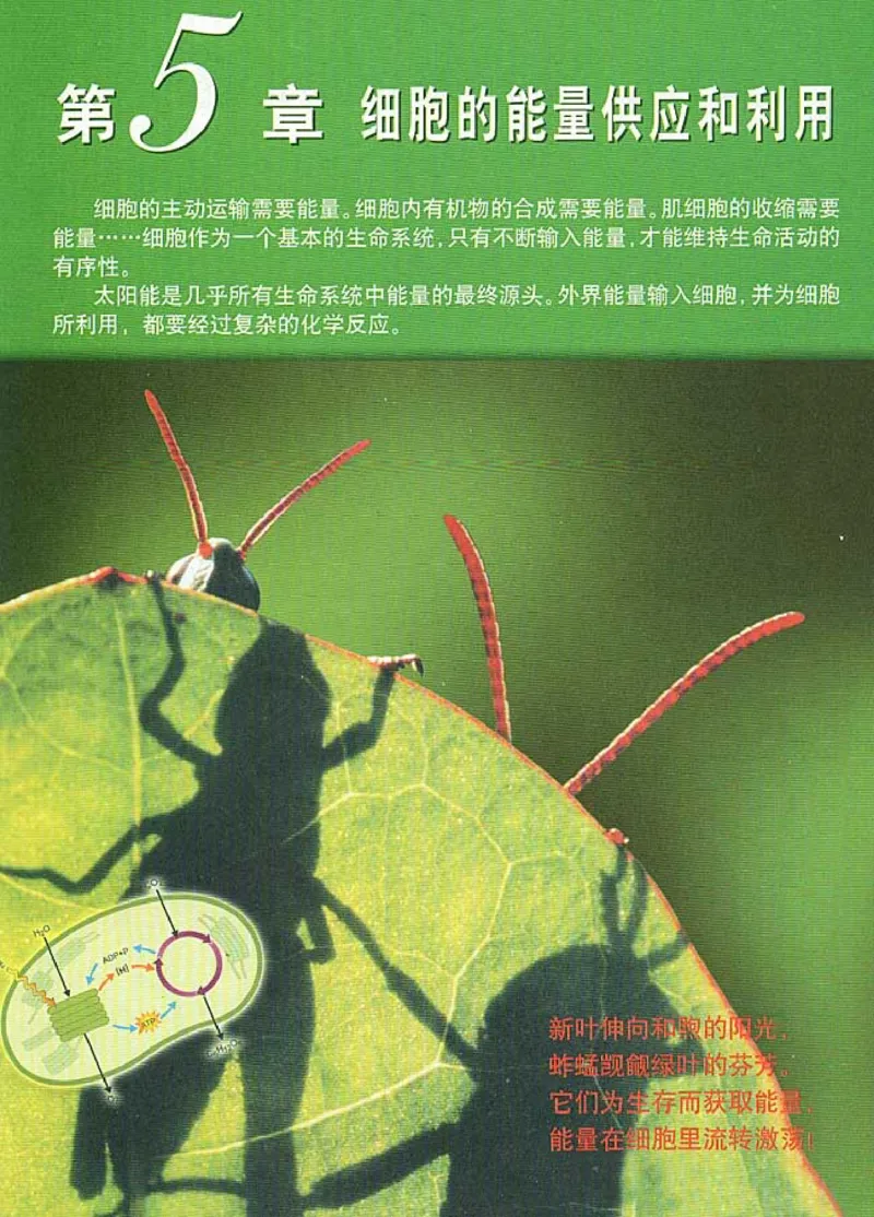 高中生物必修1分子与细胞_高中课本电子全科人教版语数英政历地物化生必修选修全套课本PPT_高中生物