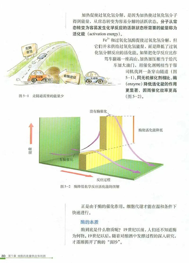 高中生物必修1分子与细胞_高中课本电子全科人教版语数英政历地物化生必修选修全套课本PPT_高中生物