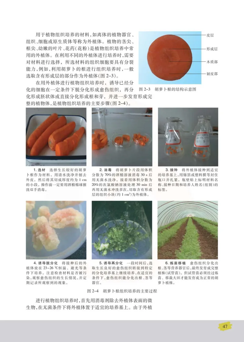 生物选修3现代生物科技专题_高中课本电子全科人教版语数英政历地物化生必修选修全套课本PPT_高中课本苏教版_高中生物苏教版