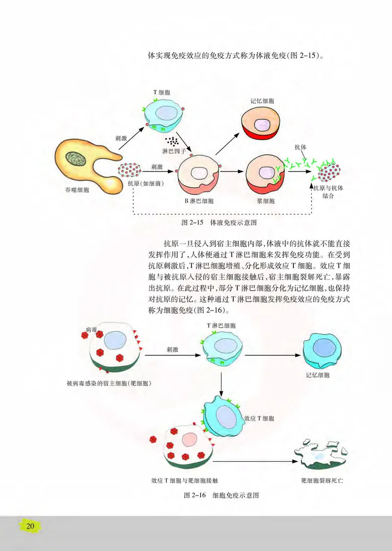 生物3必修稳态与环境_高中课本电子全科人教版语数英政历地物化生必修选修全套课本PPT_高中课本苏教版_高中生物苏教版