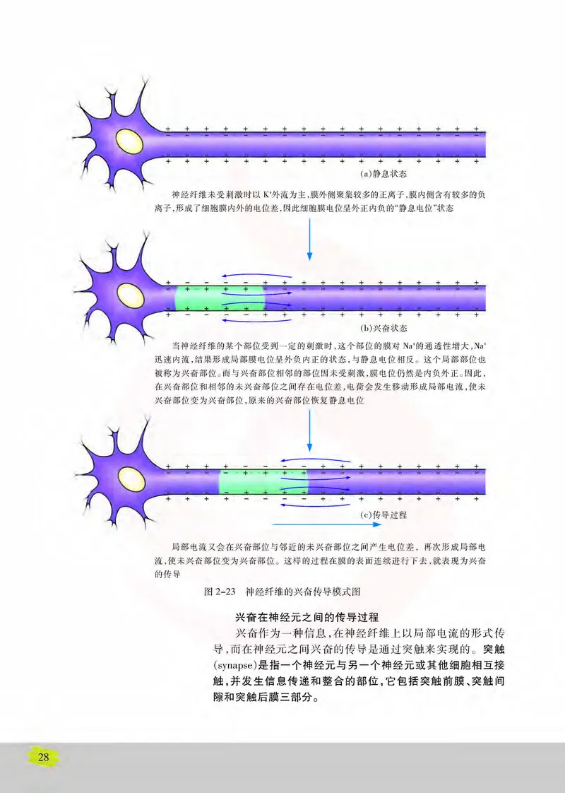 生物3必修稳态与环境_高中课本电子全科人教版语数英政历地物化生必修选修全套课本PPT_高中课本苏教版_高中生物苏教版