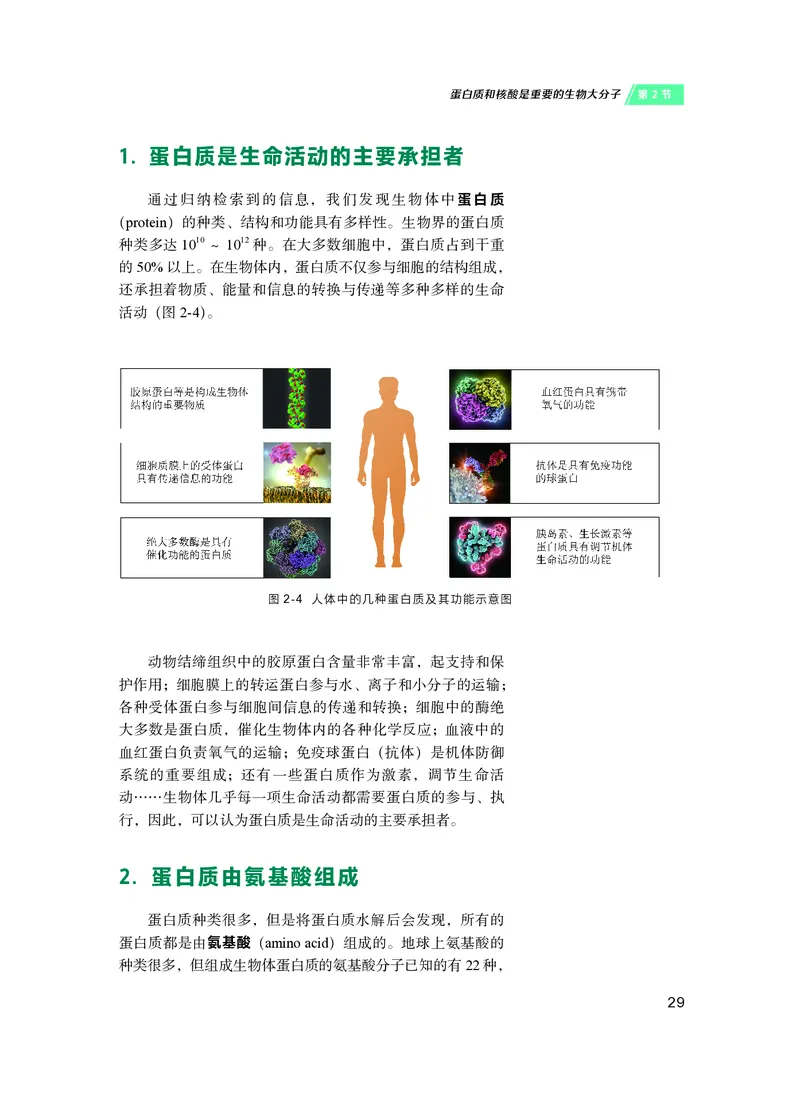 普通高中教科书&middot;生物学必修1分子与细胞(1)_高中全套电子教材及答案。_01高中电子教材全套_生物学_沪科技版_高中年级_必修1分子与细胞