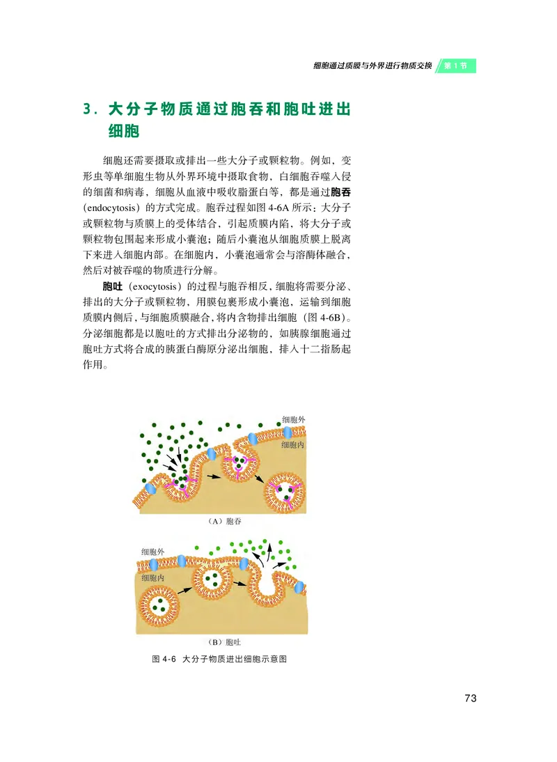 普通高中教科书&middot;生物学必修1分子与细胞(1)_高中全套电子教材及答案。_01高中电子教材全套_生物学_沪科技版_高中年级_必修1分子与细胞