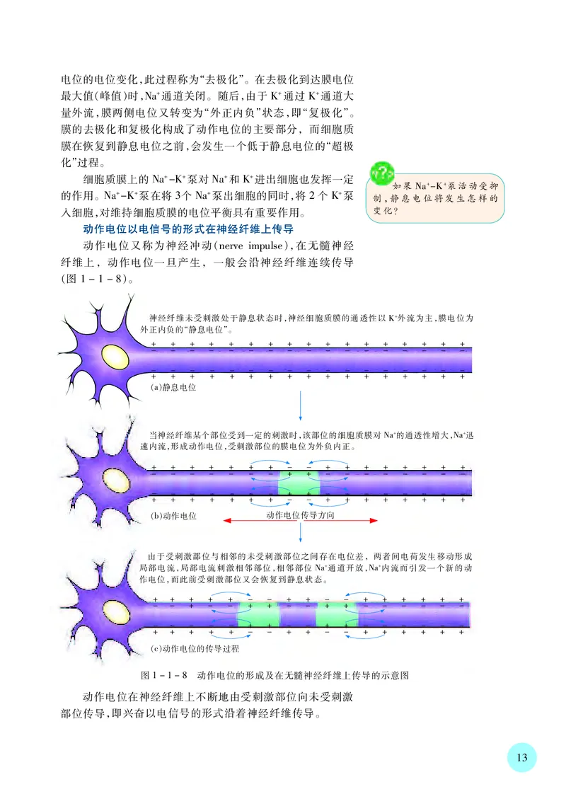 普通高中教科书&middot;生物学选择性必修1稳态与调节_高中全套电子教材及答案。_01高中电子教材全套_生物学_苏教版_高中年级_选择性必修1稳态与调节