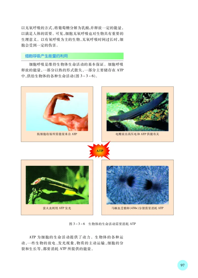 普通高中教科书&middot;生物学必修1分子与细胞(1)_高中全套电子教材及答案。_01高中电子教材全套_生物学_苏教版_高中年级_必修1分子与细胞