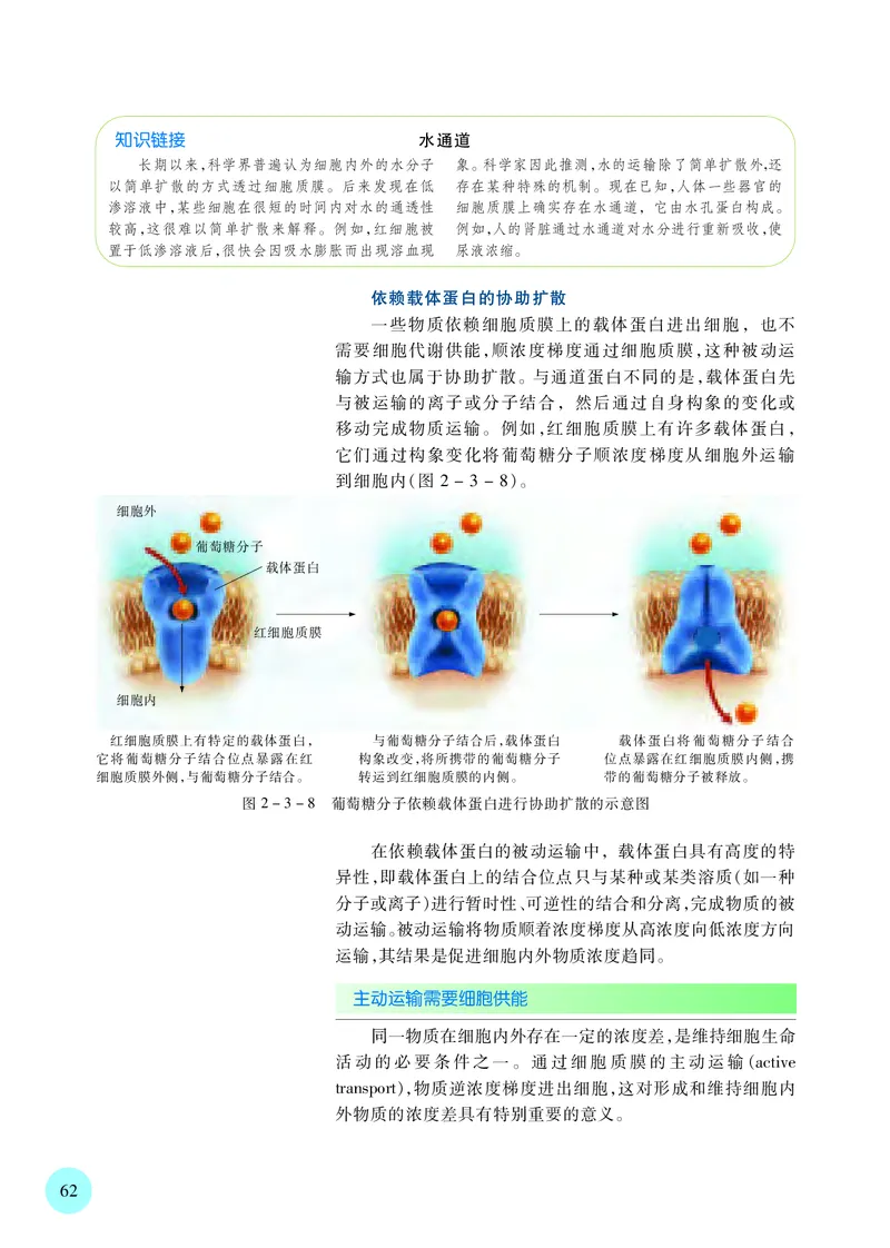普通高中教科书&middot;生物学必修1分子与细胞(1)_高中全套电子教材及答案。_01高中电子教材全套_生物学_苏教版_高中年级_必修1分子与细胞