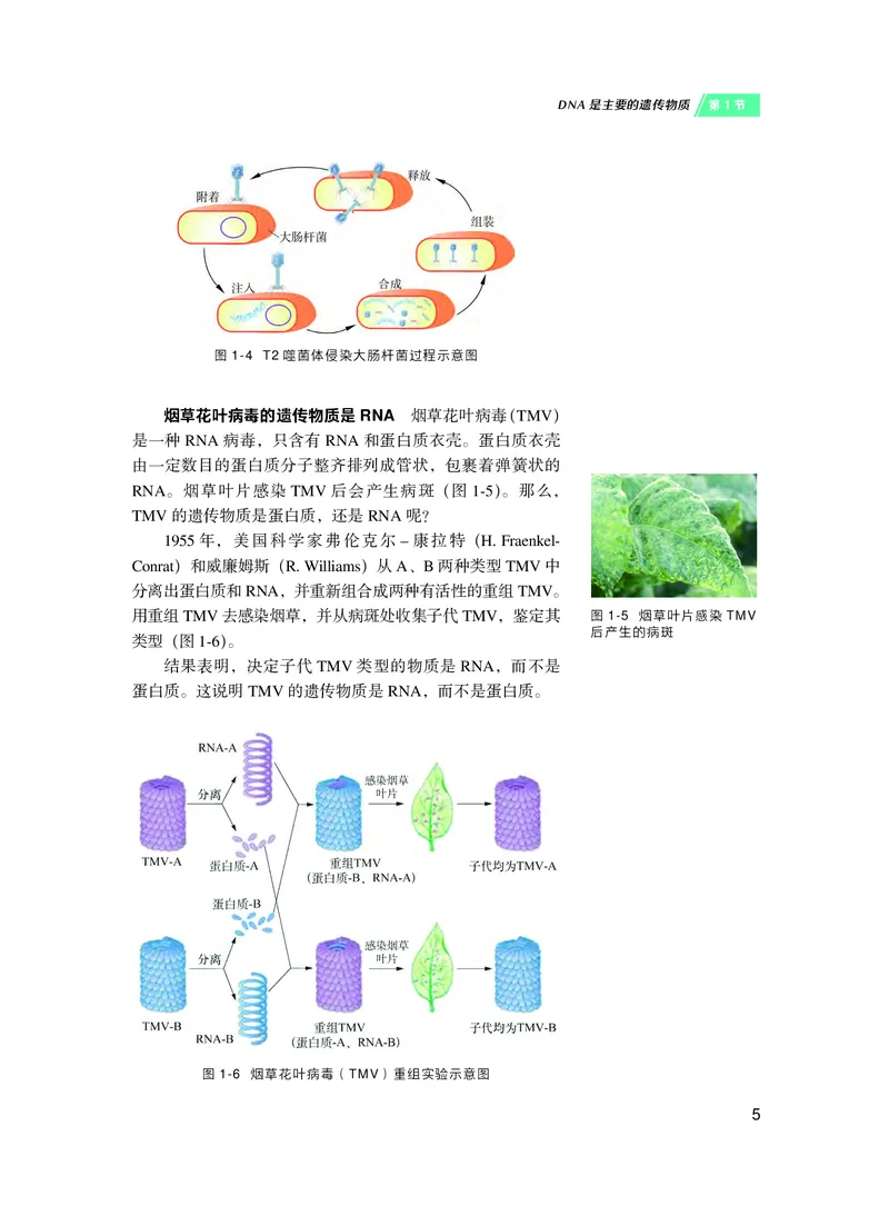 普通高中教科书&middot;生物学必修2遗传与进化(1)_高中全套电子教材及答案。_01高中电子教材全套_生物学_沪科技版_高中年级_必修2遗传与进化