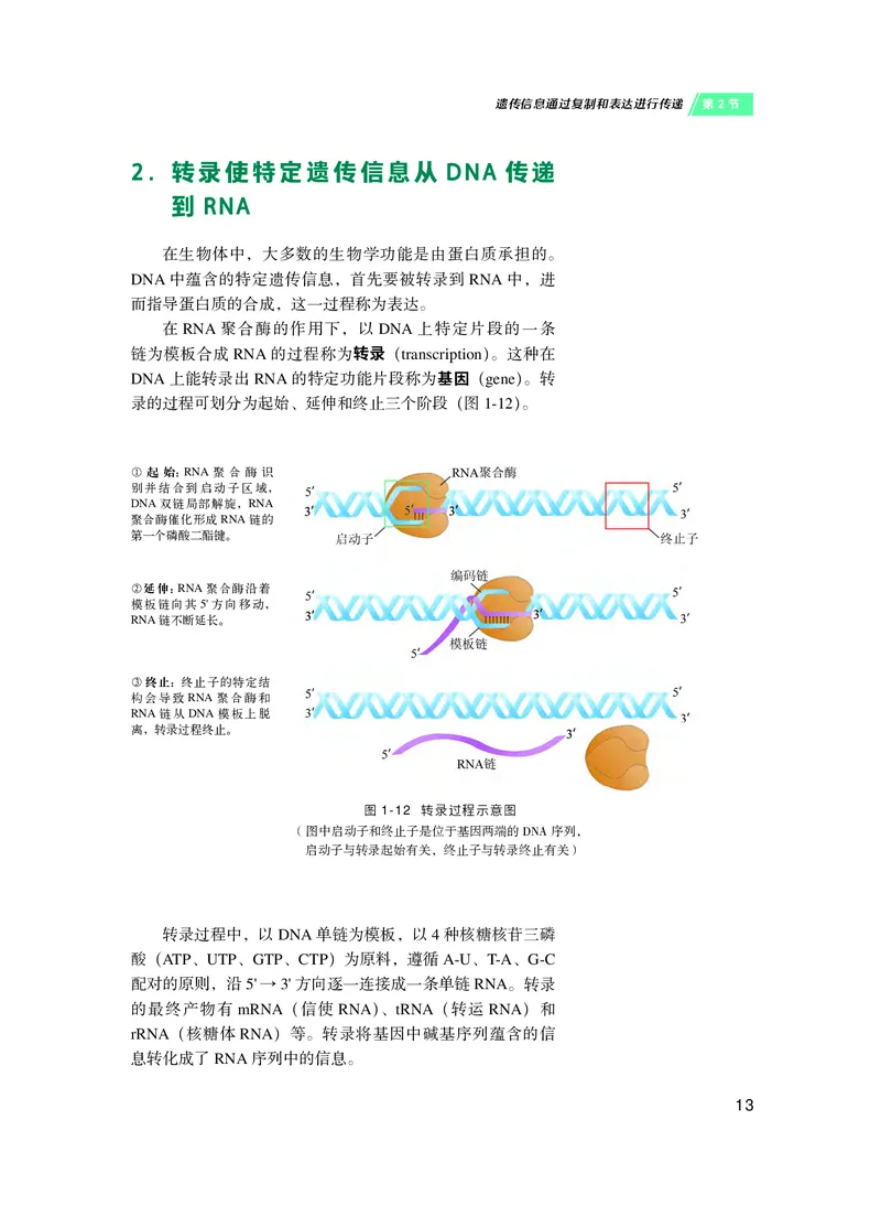 普通高中教科书&middot;生物学必修2遗传与进化(1)_高中全套电子教材及答案。_01高中电子教材全套_生物学_沪科技版_高中年级_必修2遗传与进化