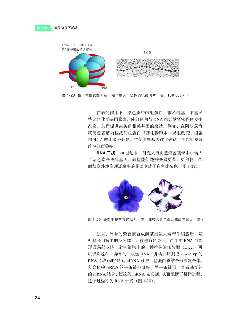 普通高中教科书&middot;生物学必修2遗传与进化(1)_高中全套电子教材及答案。_01高中电子教材全套_生物学_沪科技版_高中年级_必修2遗传与进化