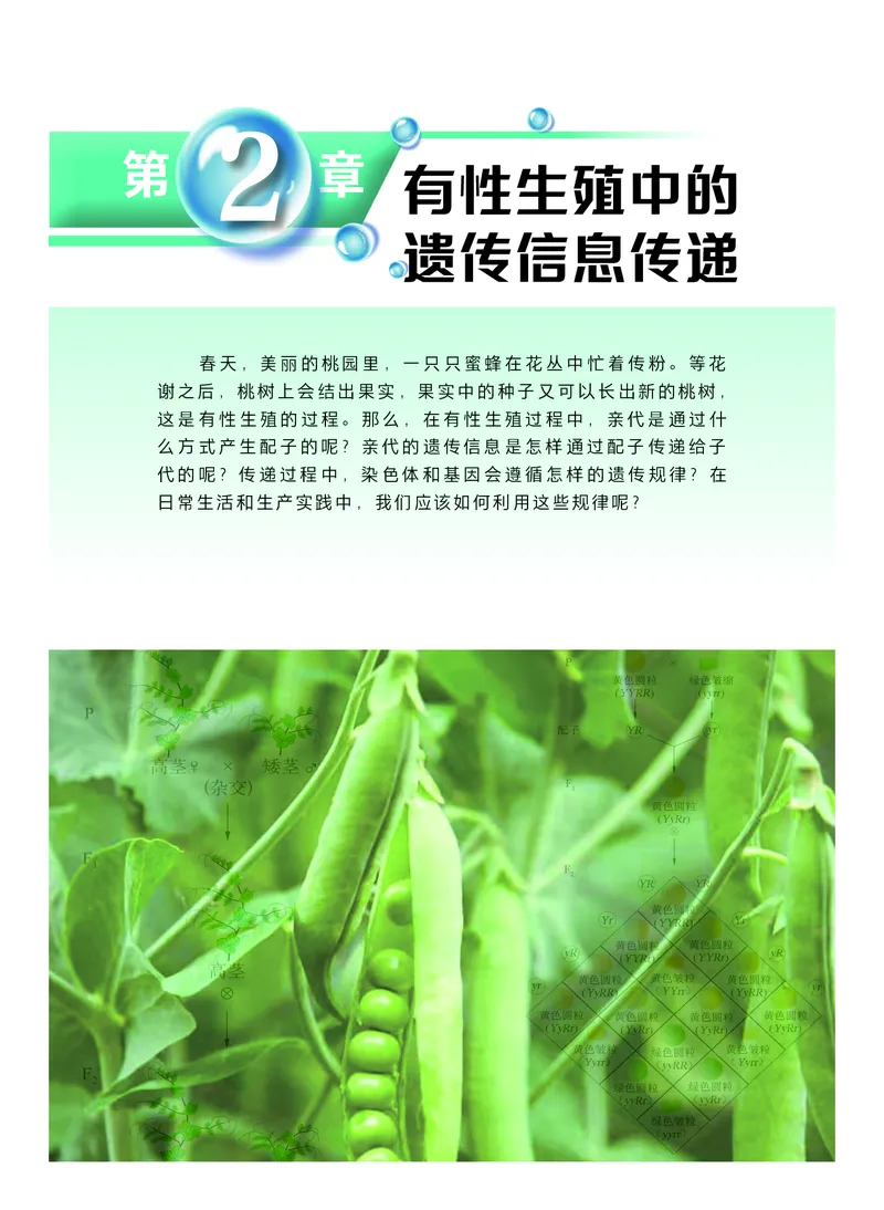 普通高中教科书&middot;生物学必修2遗传与进化(1)_高中全套电子教材及答案。_01高中电子教材全套_生物学_沪科技版_高中年级_必修2遗传与进化