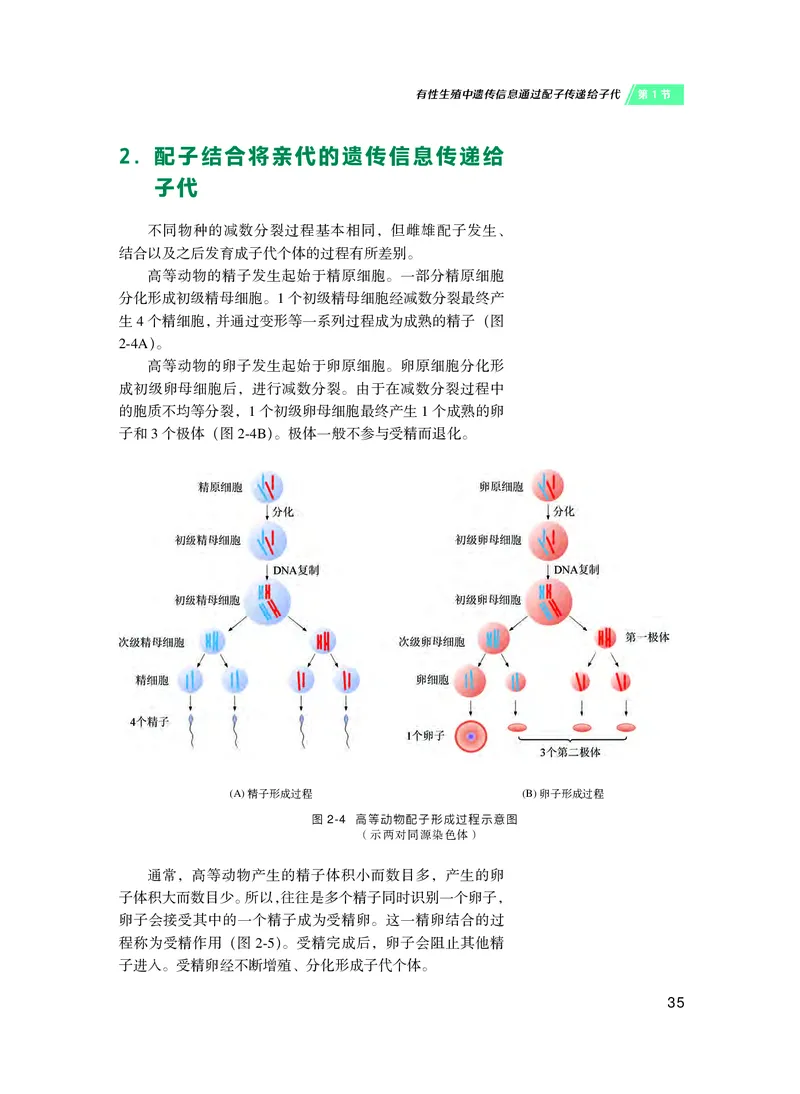 普通高中教科书&middot;生物学必修2遗传与进化(1)_高中全套电子教材及答案。_01高中电子教材全套_生物学_沪科技版_高中年级_必修2遗传与进化