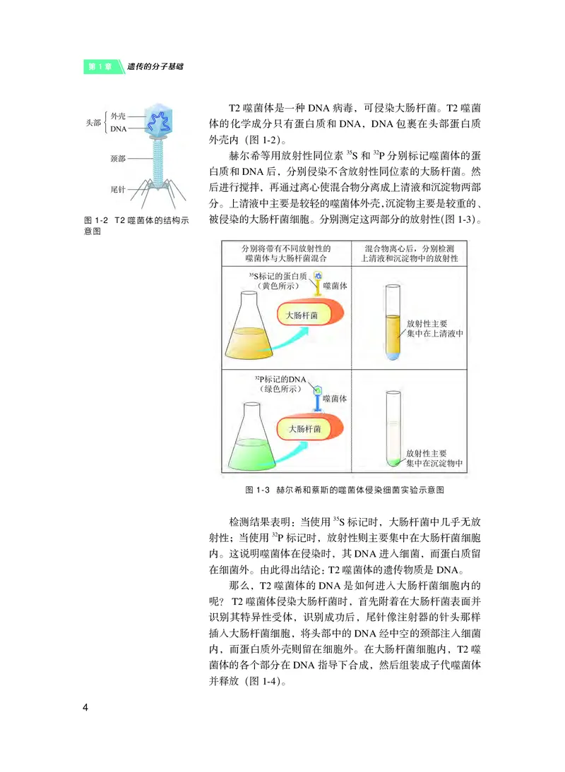 普通高中教科书&middot;生物学必修2遗传与进化(1)_高中全套电子教材及答案。_01高中电子教材全套_生物学_沪科技版_高中年级_必修2遗传与进化
