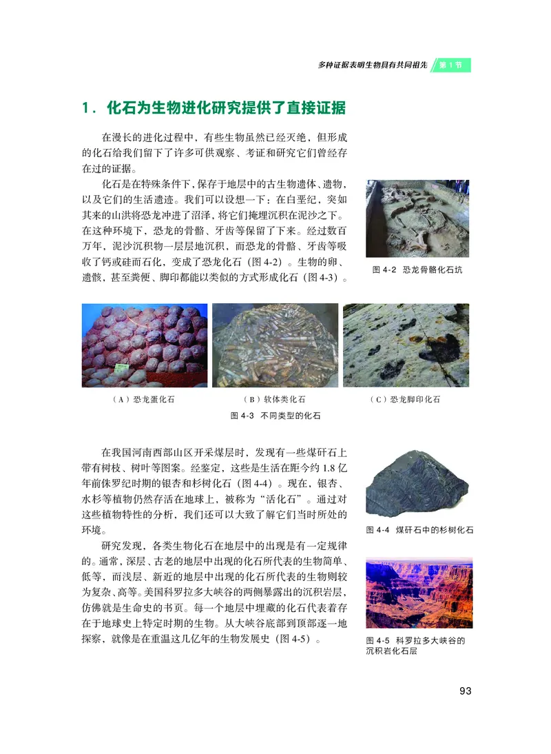 普通高中教科书&middot;生物学必修2遗传与进化(1)_高中全套电子教材及答案。_01高中电子教材全套_生物学_沪科技版_高中年级_必修2遗传与进化