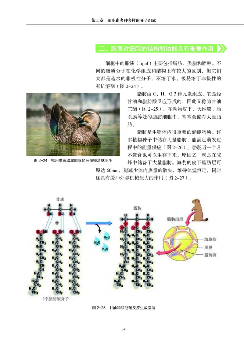 普通高中教科书&middot;生物学必修1分子与细胞(1)_高中全套电子教材及答案。_01高中电子教材全套_生物学_沪科教版_高中年级_必修1分子与细胞