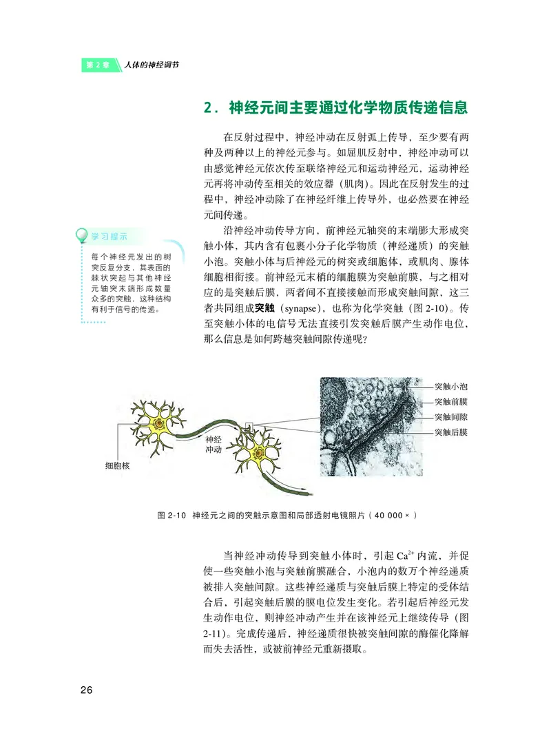 普通高中教科书&middot;生物学选择性必修1稳态与调节(1)_高中全套电子教材及答案。_01高中电子教材全套_生物学_沪科技版_高中年级_选择性必修1稳态与调节