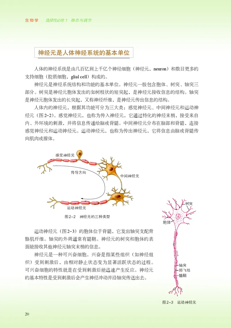 普通高中教科书&middot;生物学选择性必修1稳态与调节(1)_高中全套电子教材及答案。_01高中电子教材全套_生物学_浙科版_高中年级_选择性必修1稳态与调节