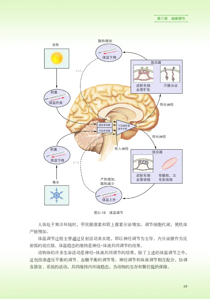 普通高中教科书&middot;生物学选择性必修1稳态与调节(1)_高中全套电子教材及答案。_01高中电子教材全套_生物学_浙科版_高中年级_选择性必修1稳态与调节