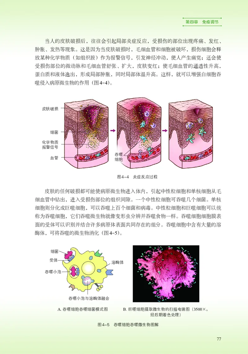 普通高中教科书&middot;生物学选择性必修1稳态与调节(1)_高中全套电子教材及答案。_01高中电子教材全套_生物学_浙科版_高中年级_选择性必修1稳态与调节