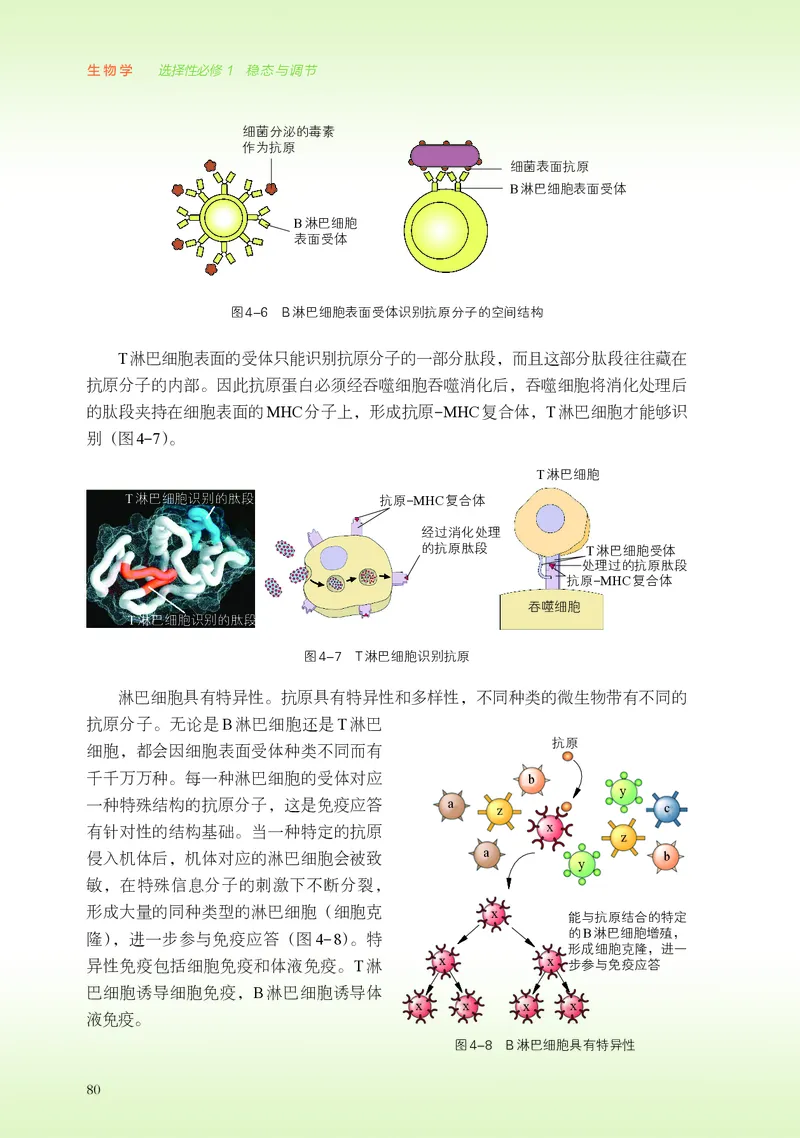 普通高中教科书&middot;生物学选择性必修1稳态与调节(1)_高中全套电子教材及答案。_01高中电子教材全套_生物学_浙科版_高中年级_选择性必修1稳态与调节