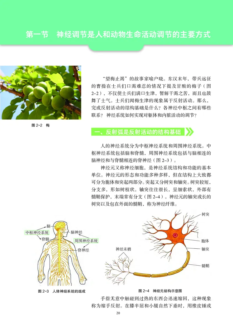 普通高中教科书&middot;生物学选择性必修1稳态与调节_高中全套电子教材及答案。_01高中电子教材全套_生物学_沪科教版_高中年级_选择性必修1稳态与调节