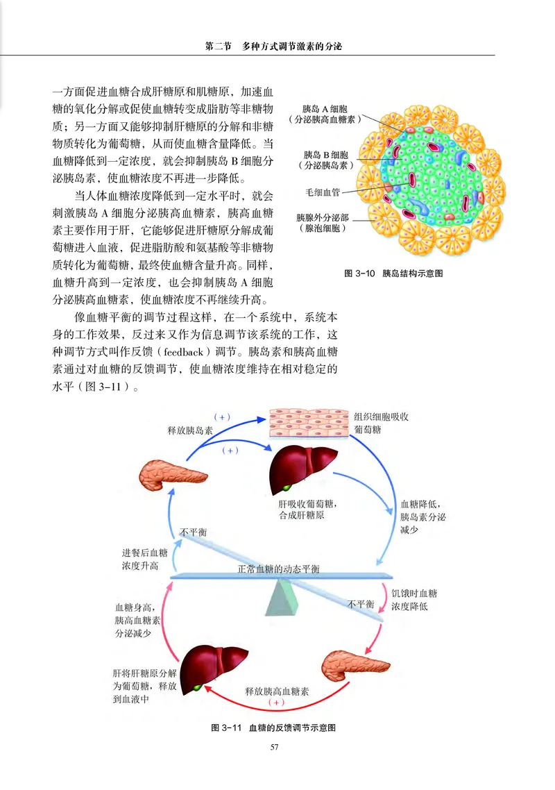 普通高中教科书&middot;生物学选择性必修1稳态与调节_高中全套电子教材及答案。_01高中电子教材全套_生物学_沪科教版_高中年级_选择性必修1稳态与调节