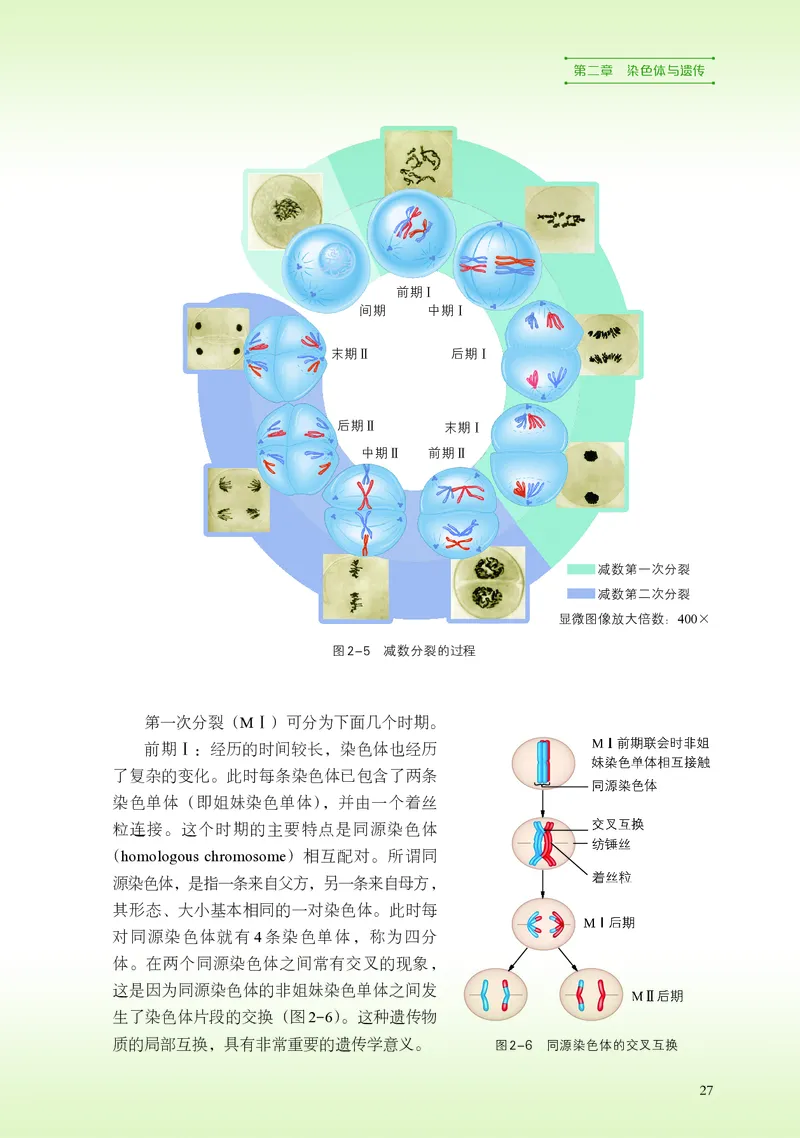 普通高中教科书&middot;生物学必修2遗传与进化(1)_高中全套电子教材及答案。_01高中电子教材全套_生物学_浙科版_高中年级_必修2遗传与进化