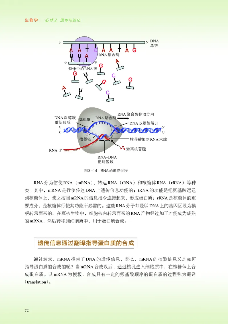 普通高中教科书&middot;生物学必修2遗传与进化(1)_高中全套电子教材及答案。_01高中电子教材全套_生物学_浙科版_高中年级_必修2遗传与进化