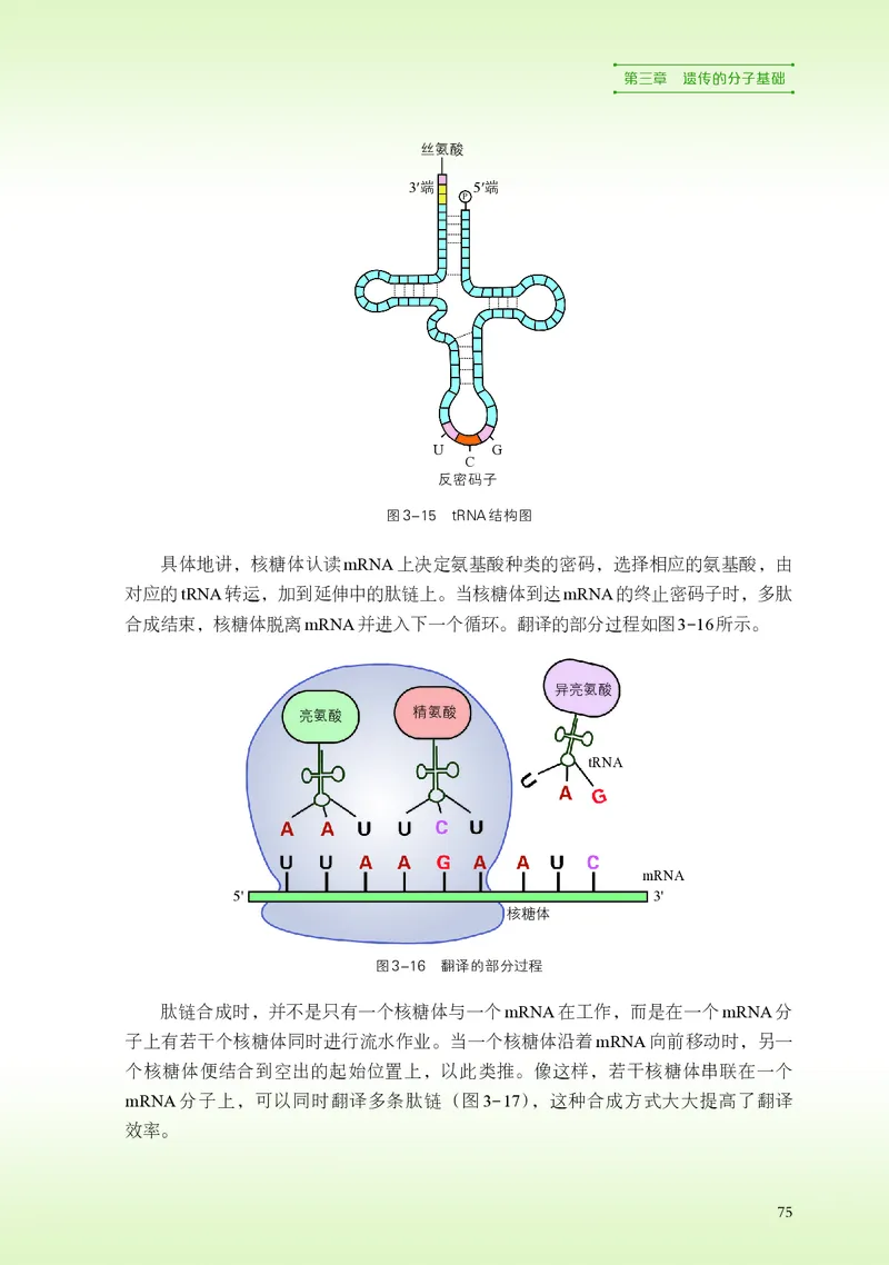 普通高中教科书&middot;生物学必修2遗传与进化(1)_高中全套电子教材及答案。_01高中电子教材全套_生物学_浙科版_高中年级_必修2遗传与进化