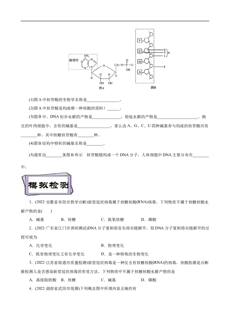 考点42核酸（原卷版）_05高考化学_通用版（老高考）复习资料_2023年复习资料_一轮复习_备战2023年高考化学一轮复习考点帮（全国通用）