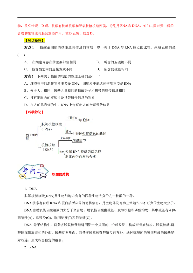 考点42核酸（原卷版）_05高考化学_通用版（老高考）复习资料_2023年复习资料_一轮复习_备战2023年高考化学一轮复习考点帮（全国通用）