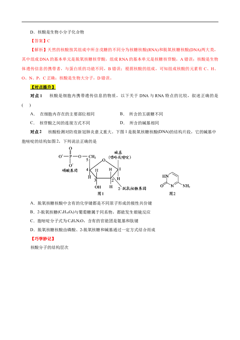 考点42核酸（原卷版）_05高考化学_通用版（老高考）复习资料_2023年复习资料_一轮复习_备战2023年高考化学一轮复习考点帮（全国通用）