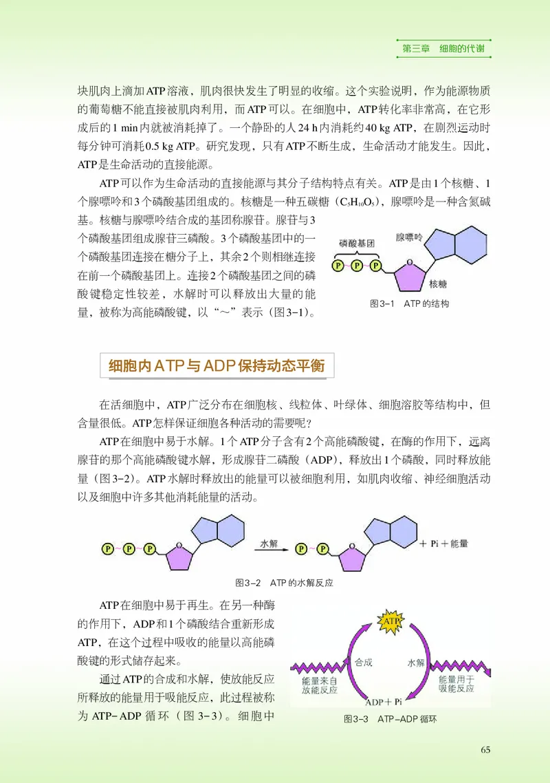 普通高中教科书&middot;生物学必修1分子与细胞_高中全套电子教材及答案。_01高中电子教材全套_生物学_浙科版_高中年级_必修1分子与细胞