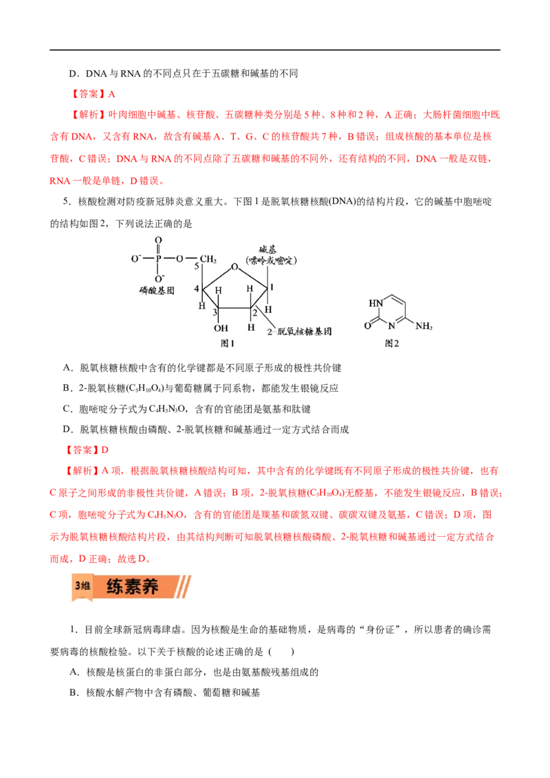 第58练核酸-2023年高考化学一轮复习小题多维练（解析版）_05高考化学_通用版（老高考）复习资料_2023年复习资料_一轮复习_2023年高考化学一轮复习小题多维练（全国通用）