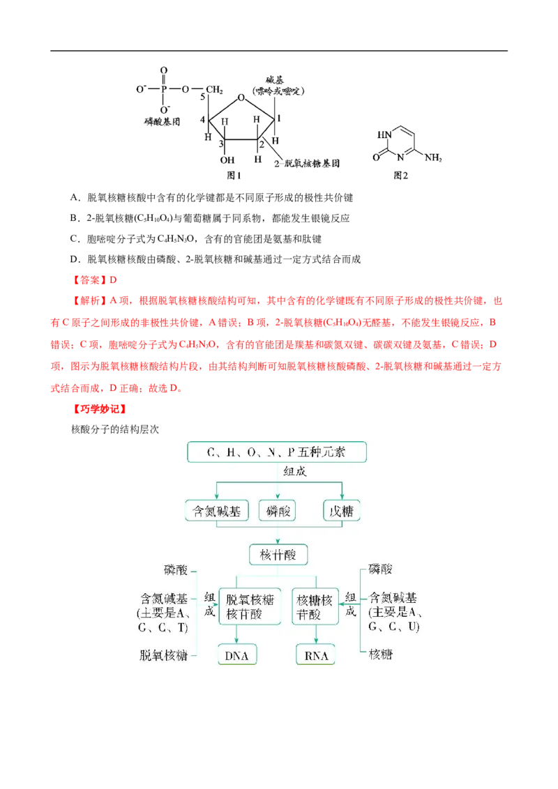 考点42核酸（解析版）_05高考化学_通用版（老高考）复习资料_2023年复习资料_一轮复习_备战2023年高考化学一轮复习考点帮（全国通用）