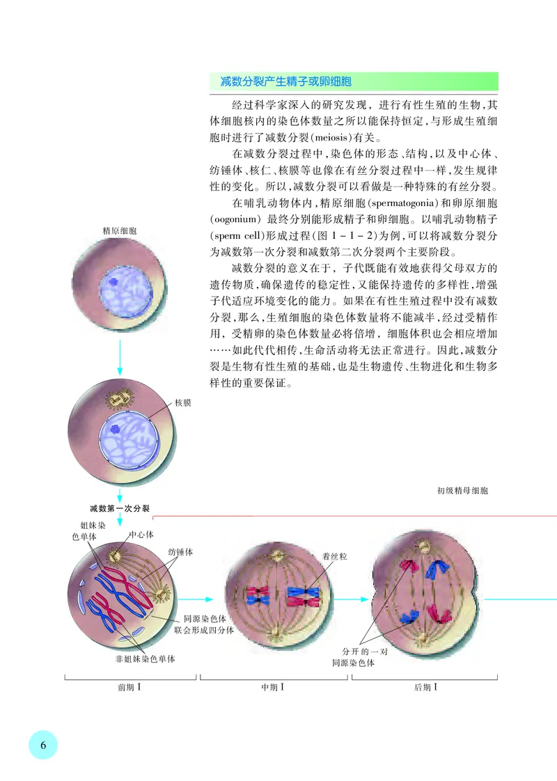 普通高中教科书&middot;生物学必修2遗传与进化(1)_高中全套电子教材及答案。_01高中电子教材全套_生物学_苏教版_高中年级_必修2遗传与进化