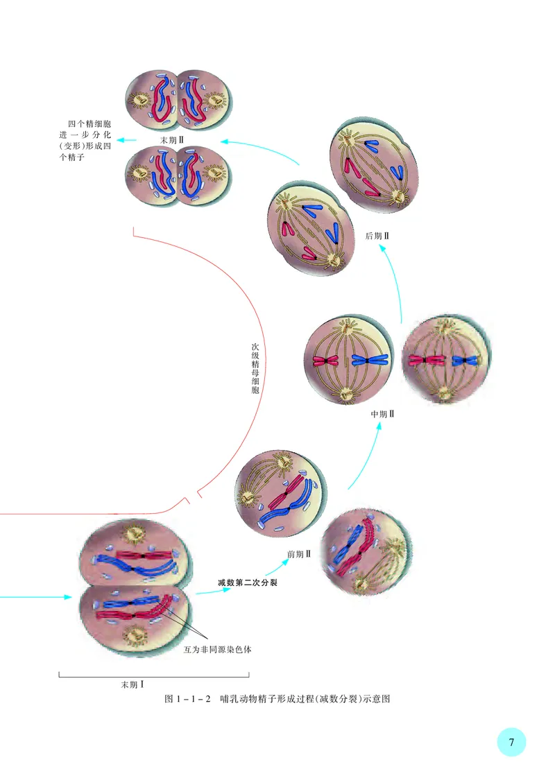 普通高中教科书&middot;生物学必修2遗传与进化(1)_高中全套电子教材及答案。_01高中电子教材全套_生物学_苏教版_高中年级_必修2遗传与进化