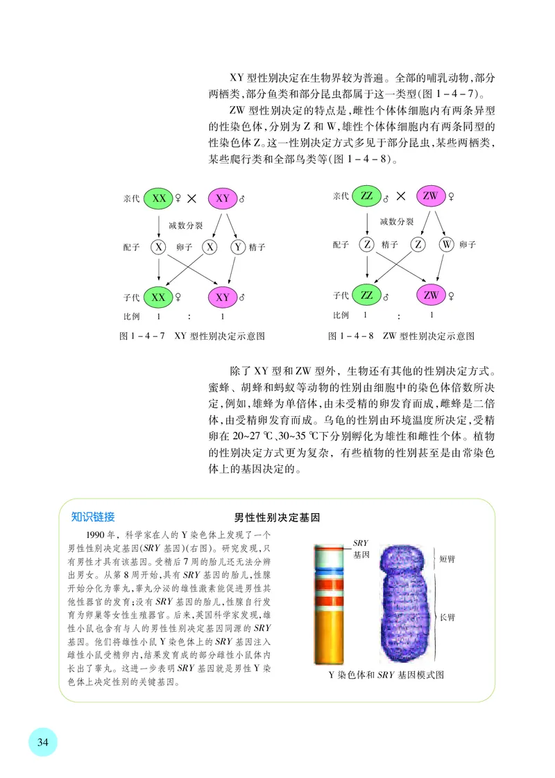 普通高中教科书&middot;生物学必修2遗传与进化(1)_高中全套电子教材及答案。_01高中电子教材全套_生物学_苏教版_高中年级_必修2遗传与进化