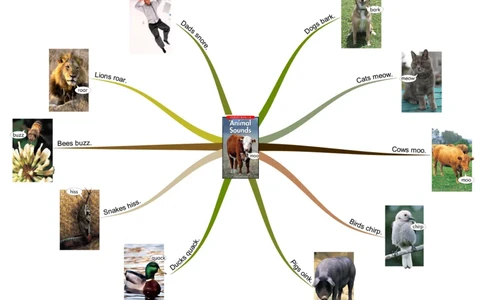 animalssounds_《小学思维导图》_思维导图语数英第二套_英语_思维导图_思维导图RAZB