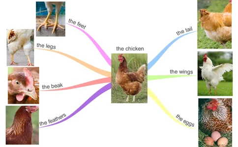 thechicken_《小学思维导图》_思维导图语数英第二套_英语_思维导图_思维导图RAZAA