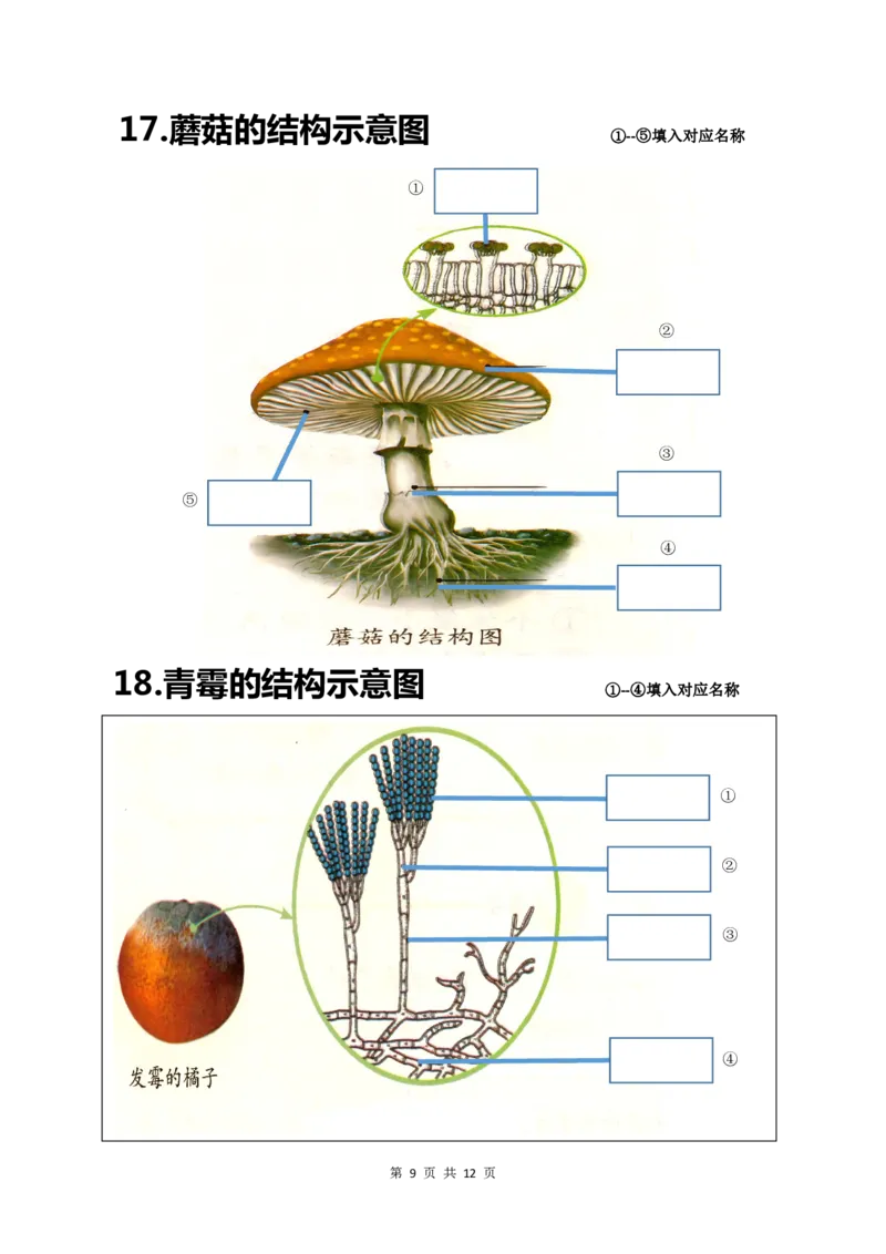 24年人教版八上生物20个重点图（附答案）_24秋《初中各科知识点梳理》_2024秋《名师总结》知识点789年级全科_24秋《名师总结》知识点八年级全科