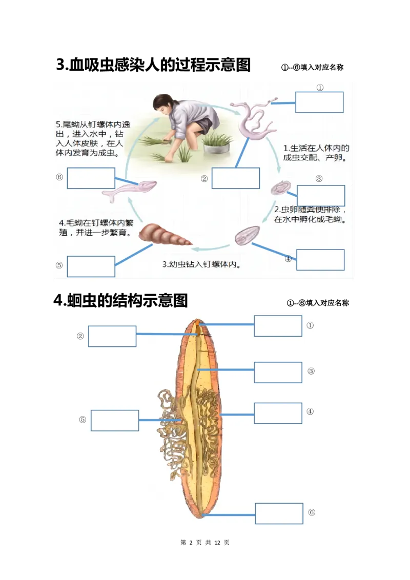 24年人教版八上生物20个重点图（附答案）_24秋《初中各科知识点梳理》_2024秋《名师总结》知识点789年级全科_24秋《名师总结》知识点八年级全科