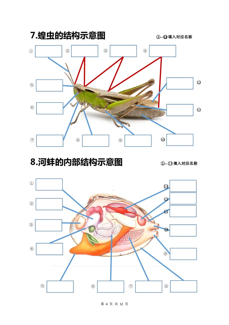 24年人教版八上生物20个重点图（附答案）_24秋《初中各科知识点梳理》_2024秋《名师总结》知识点789年级全科_24秋《名师总结》知识点八年级全科